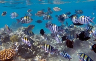 Diving at Hurghada