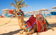 Hurghada,Camel